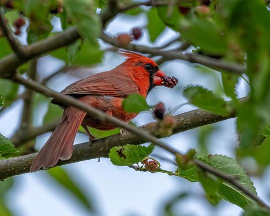 A photograph of a Northern Cardinal, a mulberry in its beak, perched among the branches of the mulberry tree.
