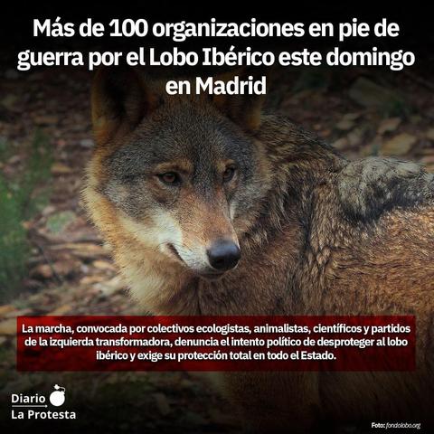 ‼️🐺 Más de 100 organizaciones en pie de guerra por el #LoboIbérico este domingo en Madrid
Marcha convocada por colectivos ecologistas, animalistas, científicos y partidos denuncia el intento político de desproteger al lobo ibérico y exige su #protección total en todo el Estado 
Diario La Protesta