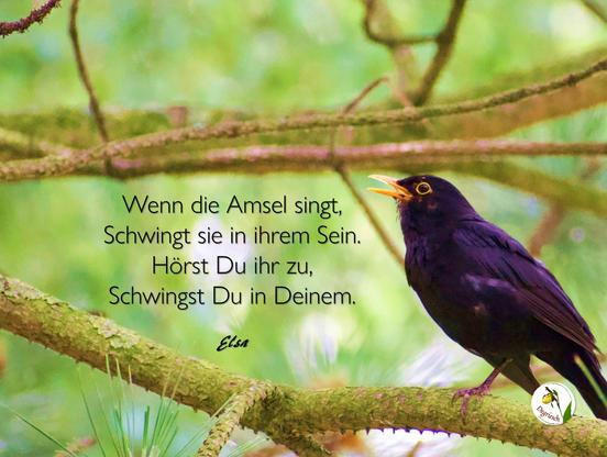 Eine Amsel sitzt singend auf einem Baumast. Dazu der Text: „Wenn die Amsel singt, schwingt sie in ihrem Sein. Hörst du ihr zu, schwingst du in deinem.“ 