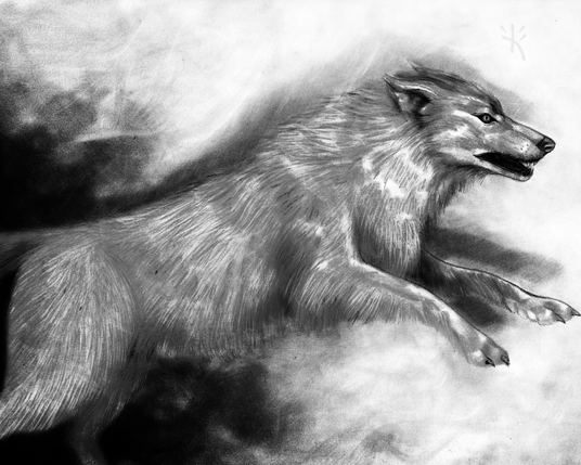 black and white drawing of a wolf by Kmac