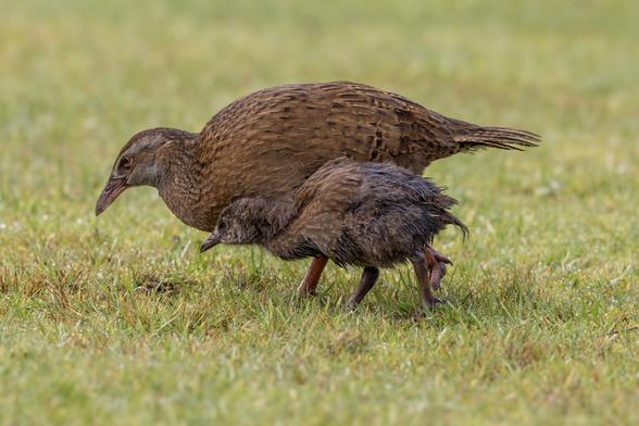 A weka and her chick walk closely side by side across damp green grass. The adult weka has brown, speckled plumage and a long beak, while the fluffy chick is slightly darker and still downy, mimicking its parent's movements.
