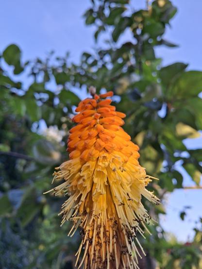 Eine orangefarbene Blüte im Vordergrund.  Die Blüte besteht aus vielen traubenförmigen Einzelblüten, deren Blütenständer nach unten aus der Blüte hervorragen. Die unteren Einzelblüten sind verblüht. Die oberen noch geschlossen. Im Hintergrund, , verschwommen, ein Baum und blauer Himmel.