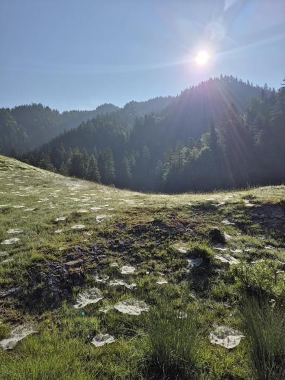A picturesque scene of a grassy hill with trees in the background is captured in this image. The sun shines brightly through the foliage, casting a warm glow over the landscape. The lush green grass covers the rolling hill, creating a serene and tranquil atmosphere. In the distance, majestic mountains can be seen, adding to the beauty of the natural landscape. The sky above is a clear blue, with sunlight streaming down and illuminating the scene. This peaceful wilderness setting is perfect for …