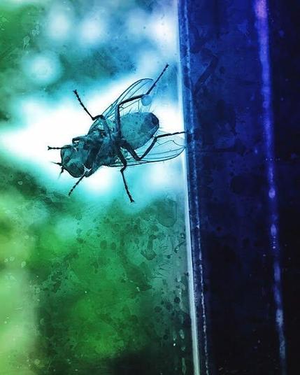 Housefly sitting on the window - watercolor painting effect in blue and green
