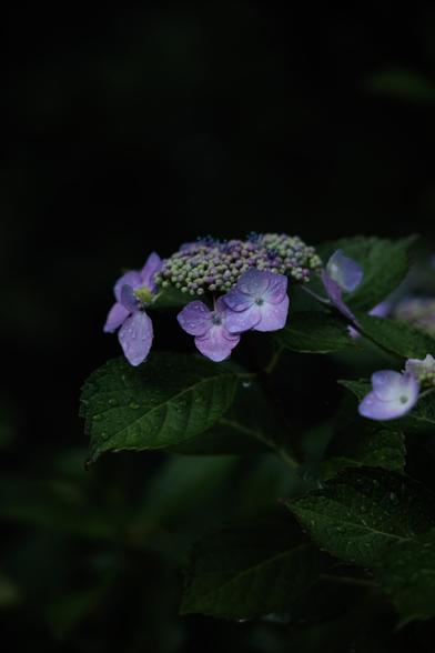 A close-up of delicate purple hydrangea flowers with green leaves, glistening with water droplets against a dark background.