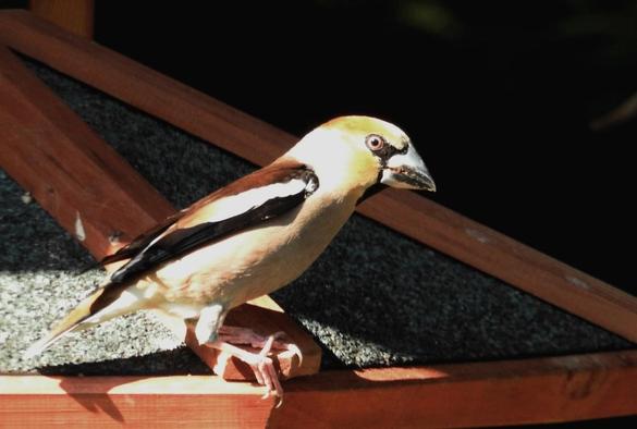 Männlicher Kernbeißer auf dem Dach des Futterhauses. Wir sehen ihn von rechts. Trotz der frühen Stunde, knallt die Sonne bereits vom Himmel. Der Kopf des Finkenkönigs scheint aufzuleuchten. Der größte Teil des Futterhauses liegt noch im Schatten.