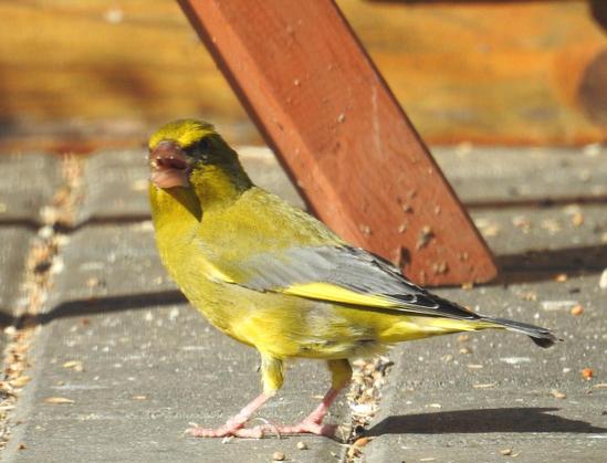 Männlicher Grünfink auf dem Boden vor dem Futterhaus. Wir sehen ihn von der linken Seite. Mit weit geöffnetem Schnabel schaut er nach links in die Kamera. Die Sonne scheint. Der Boden ist übersät von Körnern und Samen.