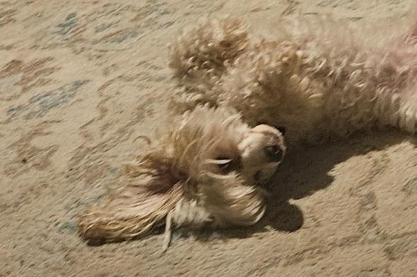 Little white dog lying on her back, looking at the viewer.