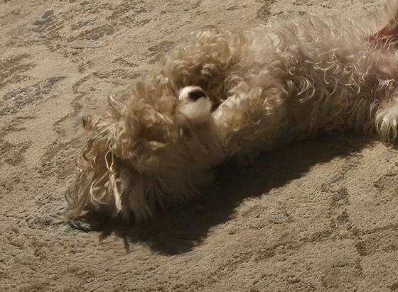 Little white dog, hiding her face with her paws.