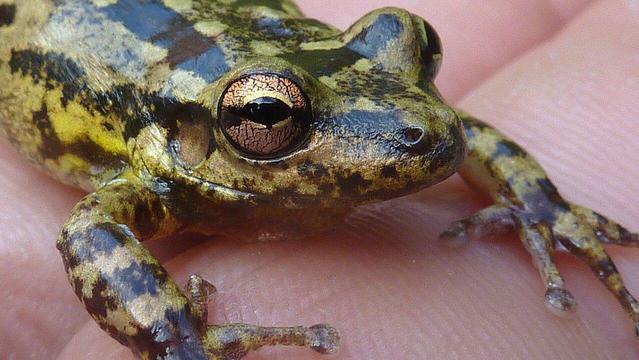 A close-up of the front body and legs of a froggy, striped light green and very dark green (close to black) as its sits across human fingers.