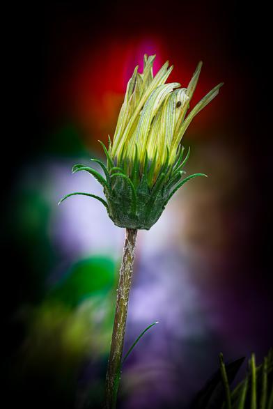 Zerzauste Blüte mit kleinem Gast.
