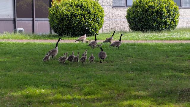 Eine Gänsefamilie, bestehend aus mehreren erwachsenen Gänsen und zahlreichen Küken, die über eine grüne Wiese laufen. Im Hintergrund sind Sträucher und ein Gebäude zu sehen.