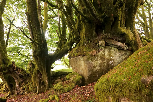 Huge beeches grow over big rocks.