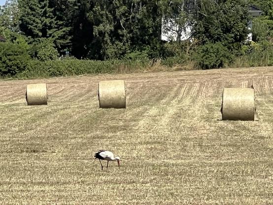 Klapperstorch auf dem Feld