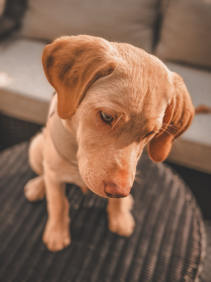 Jake my puppy 