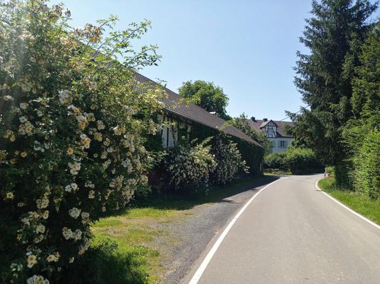 To the left a flowering hedge. Then a long half-timered house next to a small road to the right. In the back another historic house with some timber work as well.