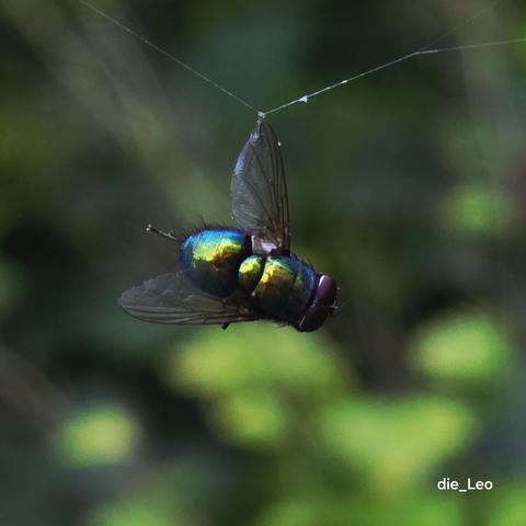 Fliege in den Fängen einer Spinne

Fly in the spider's grasp