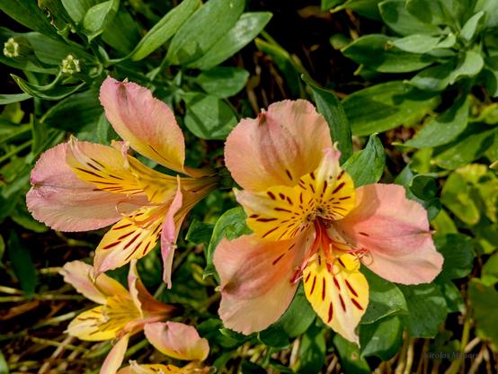 Alstroemeria (/ˌælstrɪˈmɪəriə/), commonly called the Peruvian lily or lily of the Incas, is a genus of flowering plants in the family Alstroemeriaceae. (wikipedia)