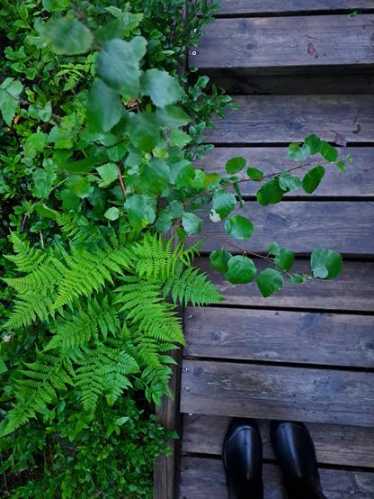Bright green ferns, blueberry bushes and birch leaves next to wooden plank stairs on a rainy but light filled summer night. Black rain boots can be seen in the bottom right corner on the wooden stairs.