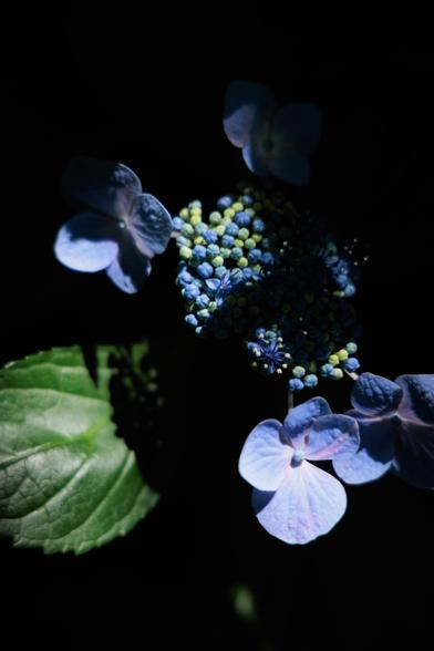 A close-up of delicate blue and pale pink hydrangea flowers against a dark background, highlighting their intricate details.