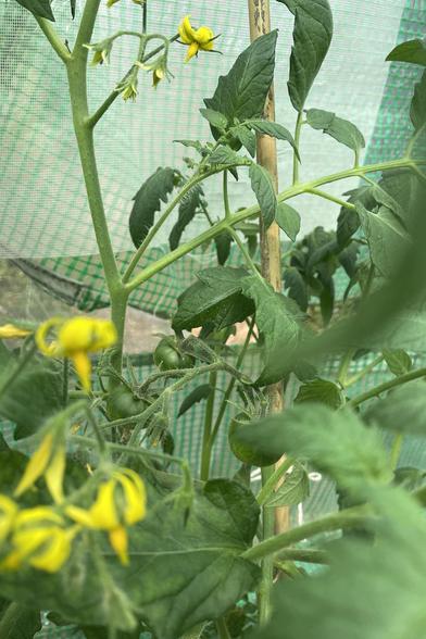 Close up view of a tomato plant showing yellow flowers and green tomatoes 