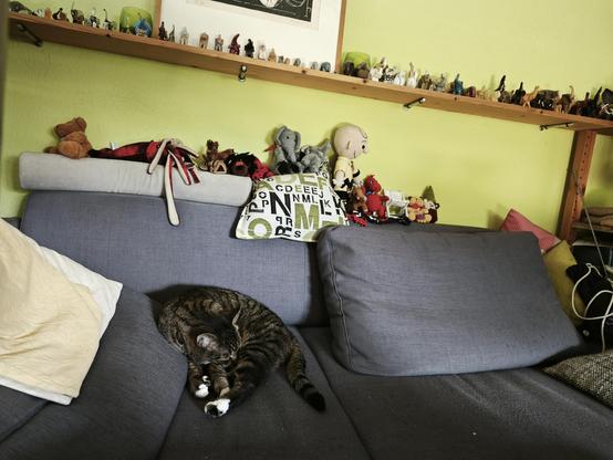 Kater Boomer dekoriert sein Sofa. Auf der Sofalehne diverse Plüschtiere, Perlsäcke und Amigurumi, bekannt als #DieHäkels oder @SnoopyCVa@plushies.social
Über dem Sofa ein Holzbord mit einer Elefantensammlung