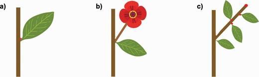 Illustration of the three potential axillary meristem fates.