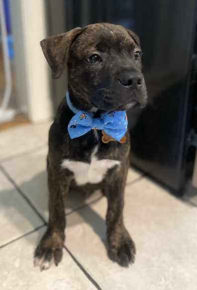 A brindle Colford puppy with a blue bowtie sits in the kitchen