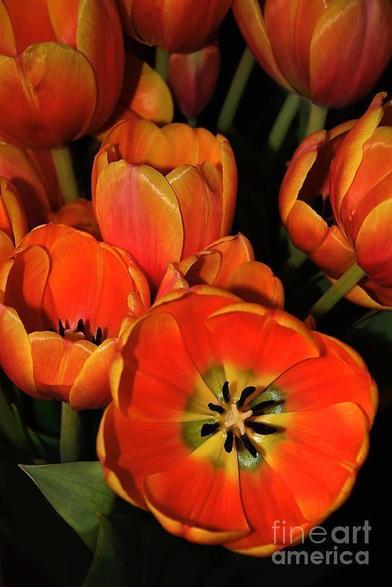 ** 2ND PLACE WINNER IN FAA CONTEST - 'TITLE FIRE' August, 2013.

I captured this photograph at a local florist in Sydney, NSW, Australia.

The tulip is a perennial, bulbous plant with showy flowers in the genus Tulipa, of which up to 109 species have been described and which belongs to the family Liliaceae. The genus's native range extends from as far west as Southern Europe, Anatolia (Turkey), Israel, Palestine, North Africa, and Iran to the Northwest of China.

THE FINE ART AMERICA LOGO WILL NOT APPEAR ON PURCHASED PRINTS OR PRODUCTS.