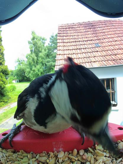 Buntspecht im Futterhäuschen