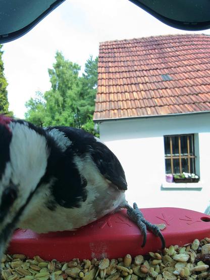 Buntspecht im Futterhäuschen