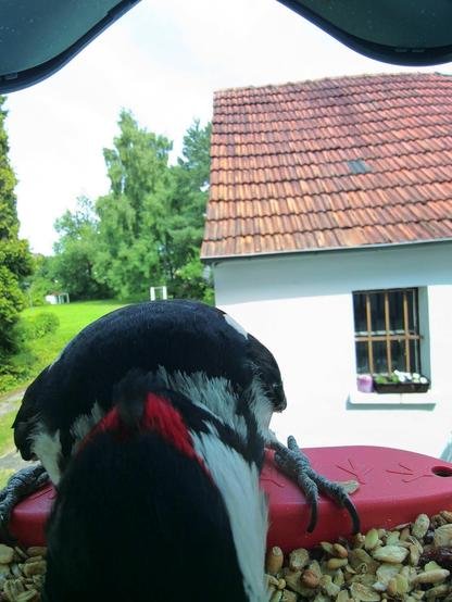 Buntspecht im Futterhäuschen