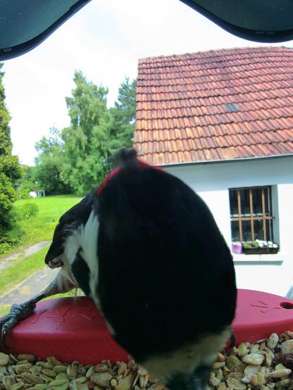 Buntspecht im Futterhäuschen