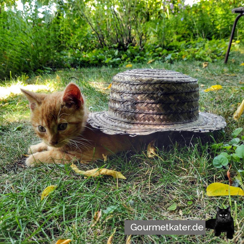 Katze mit Hut