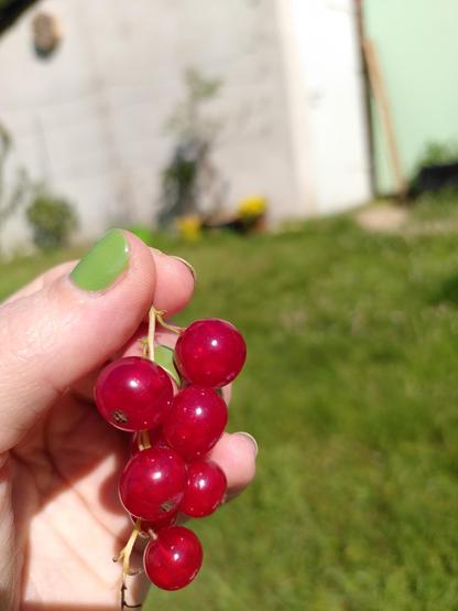 Dicke Johannisbeeren in Fees Hand.
