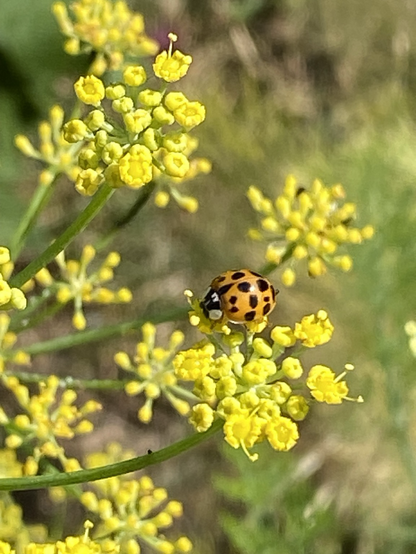 An orange ladybird on a yellow fennel flower head 