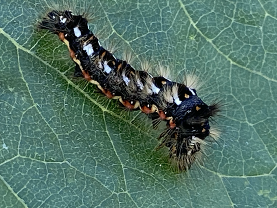 A knot grass moth caterpillar on a sunflower leaf. The caterpillar is black with white spots down its back and an alternating red and yellow stripe along its side. It has rows of hairy tufts along its body.