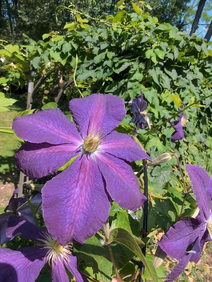 purple clematis blooms with hops in the background, in a sunny, blue sky