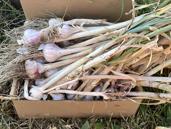 A cardboard box full of newly lifted garlic 