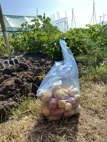 A plastic bag of pink and yellow new potatoes on a grass path. A garden fork stands in the bed they came from.