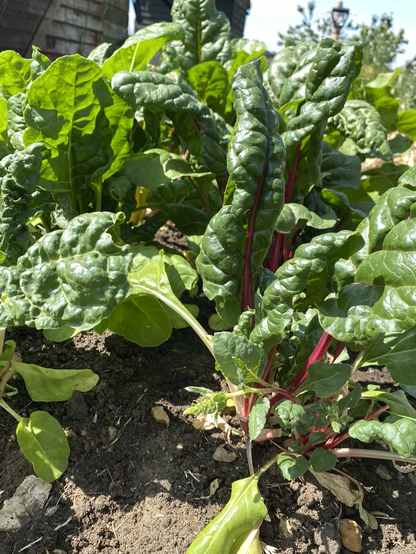 A cluster of young rainbow chard plants. The pink-stemmed one has developed a flower head.