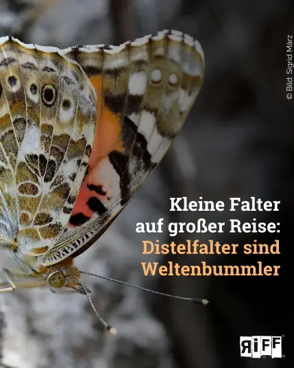 Ein beige-braun-marmorierter Schmetterling mir rötlichen, schwarzen und weißen Flecken sitzt mit geschlossenen Flügeln auf sandigem Boden. Dazu der Text: Kleine Falter auf großer Reise: Distelfalter sind Weltenbummler