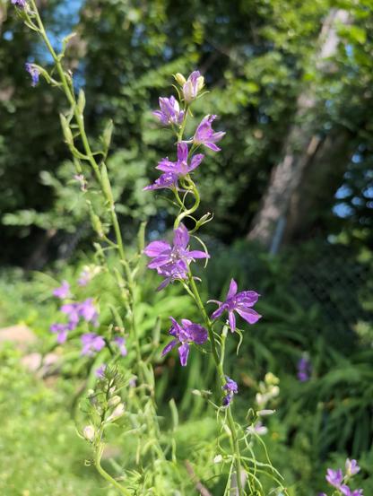 purple feathery larkspur (delphinium) in a sunny day
