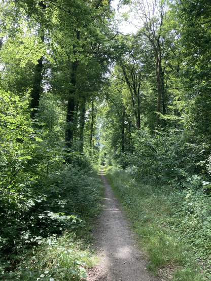 Woodland path
