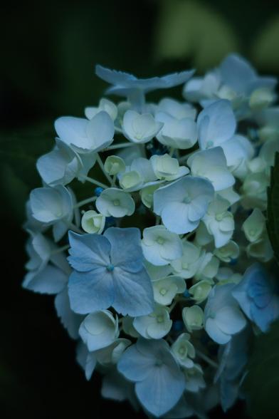 Delicate clusters of light blue and white hydrangea flowers against a dark green backdrop.