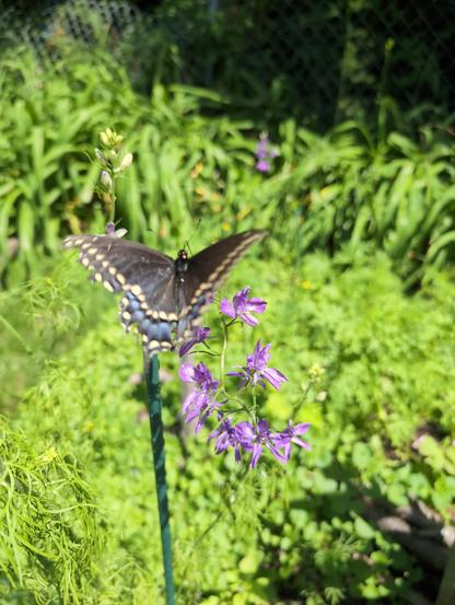 a blue-black butterfly (black swallotail) launching off of a purple larkspur bloom with a vivid green foliage background
