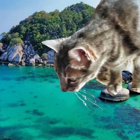 A large gray tabby cat, long and lean, is superimposed as a giant size against a tropical lagoon with turquoise water, paws balanced on stepping stones, staring intently into water he is dipping whiskers into, illustrating Manage Their Imagination.