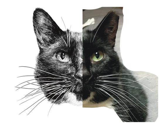 Black and white drawing of a black cat named Jolie Fille, with the right half of the image being the reference.