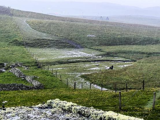 Flooding Shetland pony field in storm