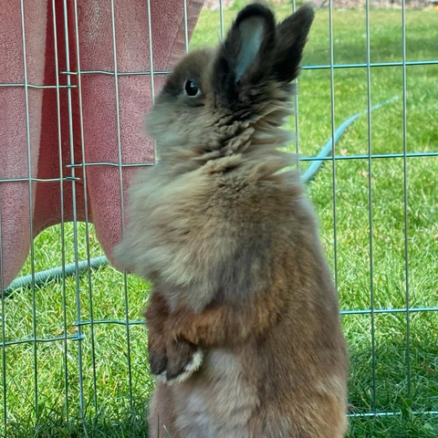Stella standing with other paws lifted up .
